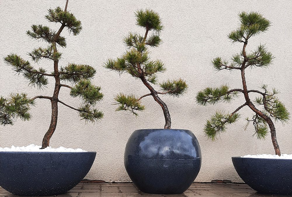 Bonsai pušelių priežiūra