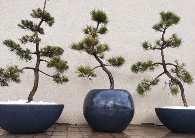 Bonsai pušelių priežiūra