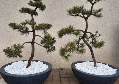 bonsai pušelės