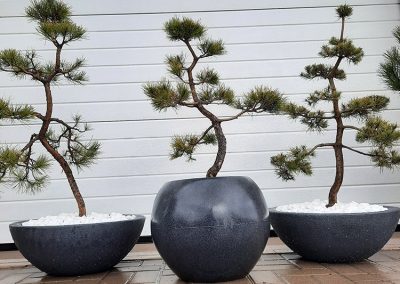 bonsai pušelės