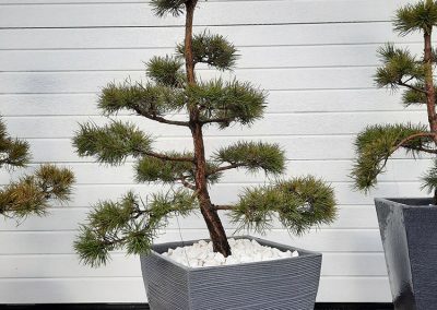 bonsai pušelė