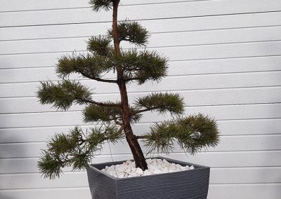 bonsai pušelė