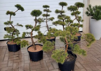 bonsai pušelės