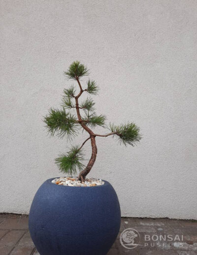 bonsai pušelė