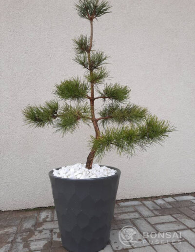 bonsai pušelė