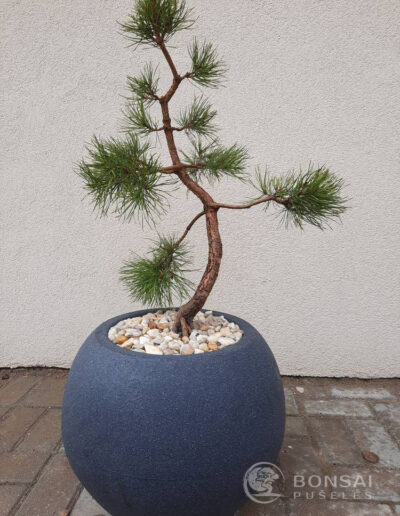 bonsai pušelė