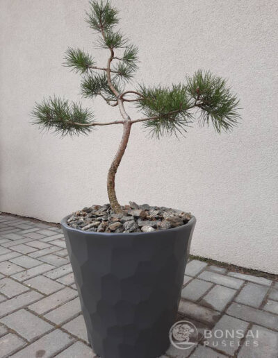 bonsai pušelė