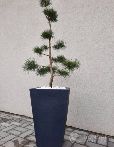 bonsai pušelė