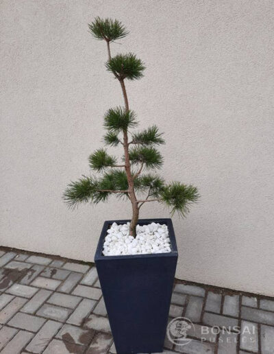 bonsai pušelė