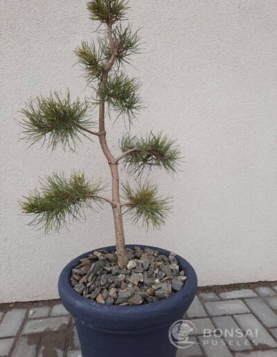 bonsai pušelė