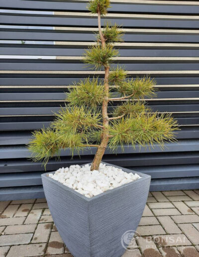 bonsai pušelė