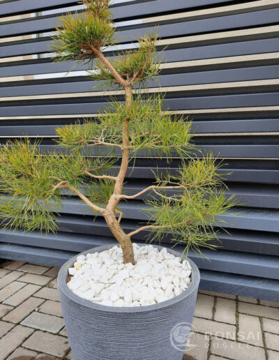 bonsai pušelė