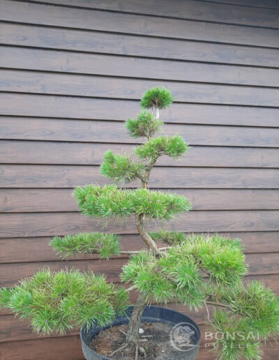 bonsai pušelė