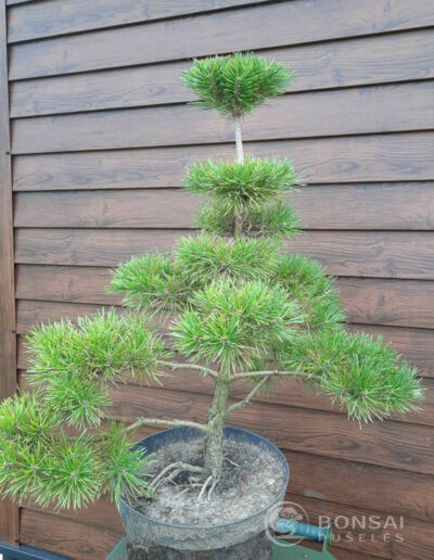 bonsai pušelė