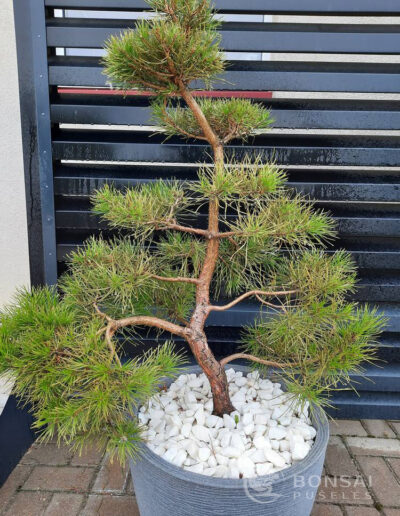 bonsai pušelė