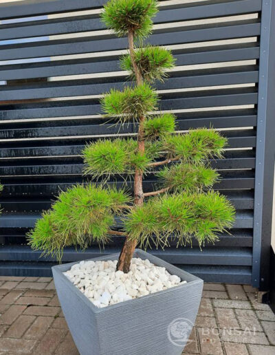 bonsai pušelė