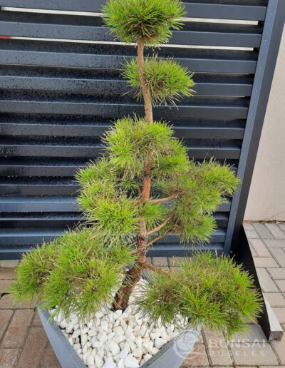 bonsai pušelė