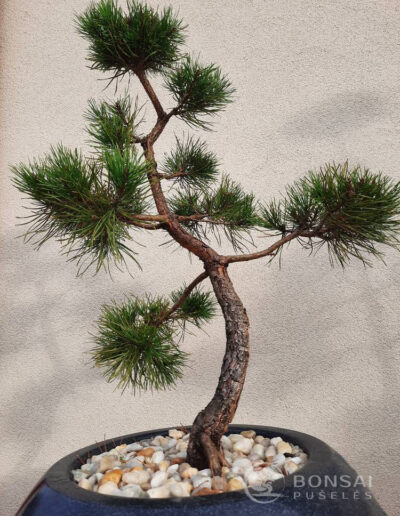 bonsai pušelė