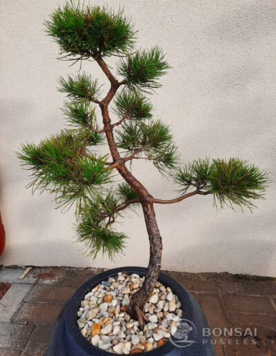 bonsai pušelė