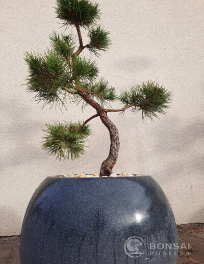 bonsai pušelė