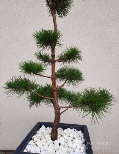 bonsai pušelė