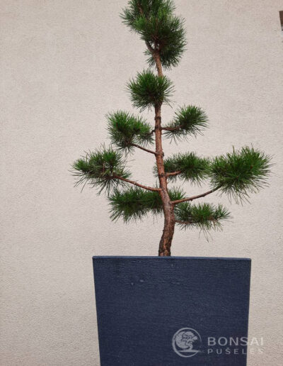 bonsai pušelė