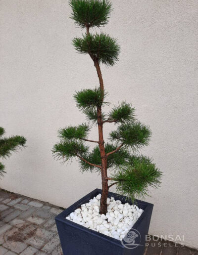 bonsai pušelė