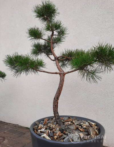 bonsai pušelė