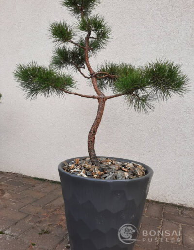 bonsai pušelė