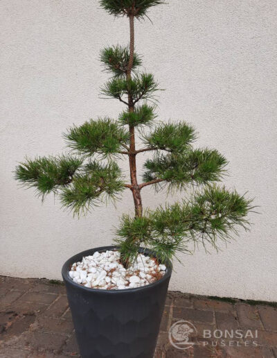 bonsai pušelė