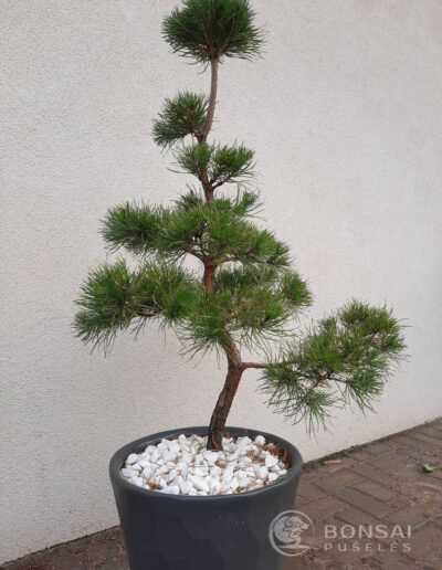 bonsai pušelė