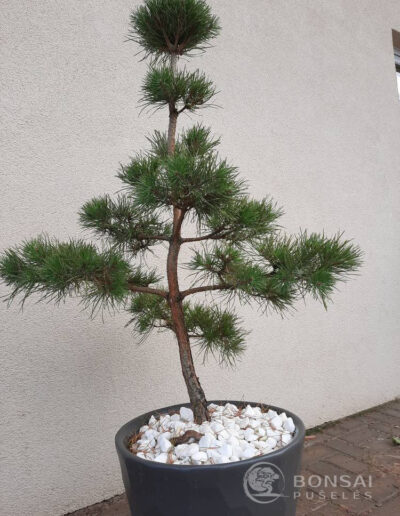 bonsai pušelė