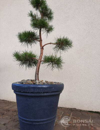 bonsai pušelė