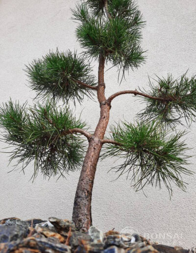 bonsai pušelė