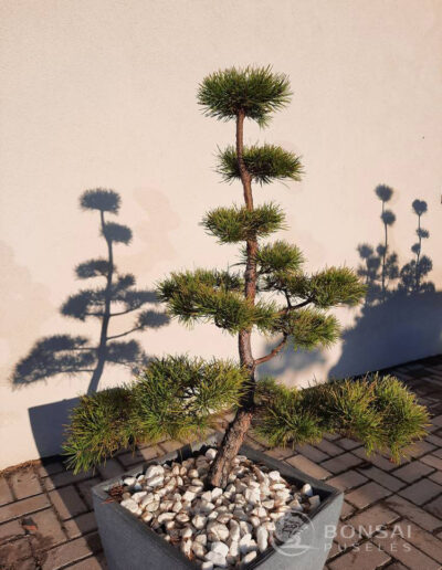 bonsai pušelė