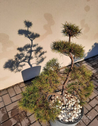 bonsai pušelė