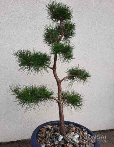 bonsai pušelė