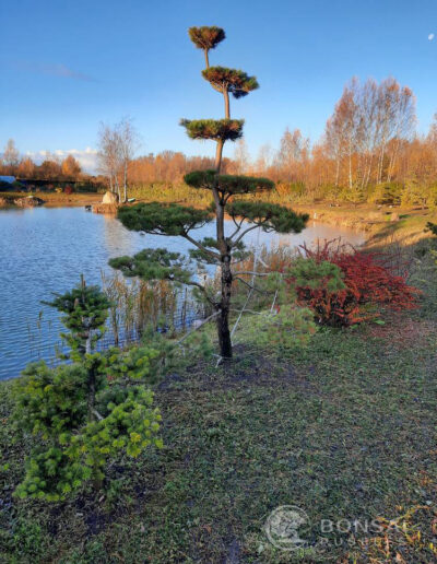 bonsai pušelė