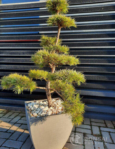 bonsai pušelė