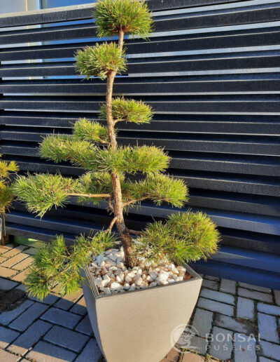 bonsai pušelė