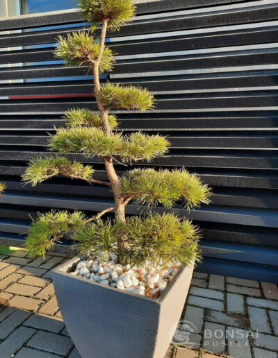 bonsai pušelė