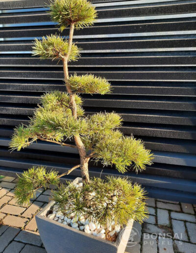 bonsai pušelė