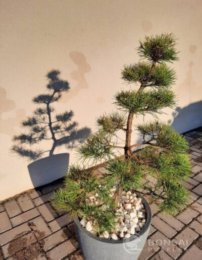 bonsai pušelė