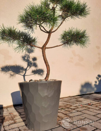 bonsai pušelė