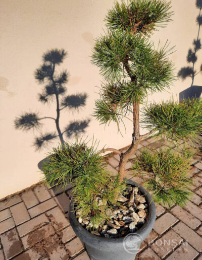 bonsai pušelė