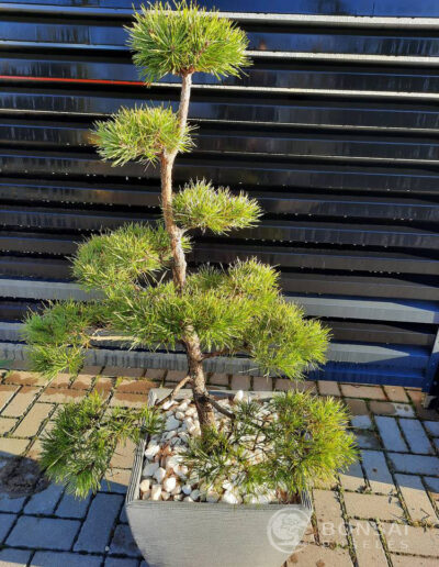 bonsai pušelė