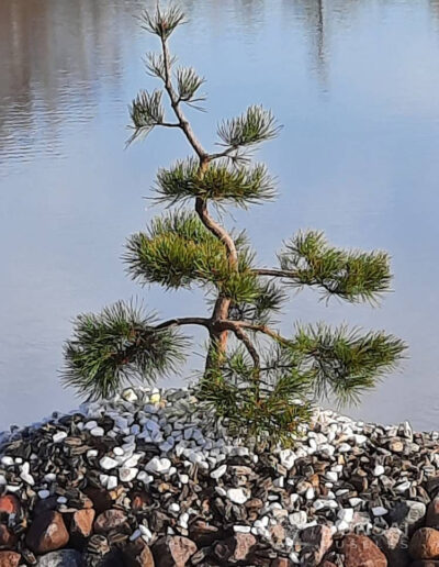 bonsai pušelė